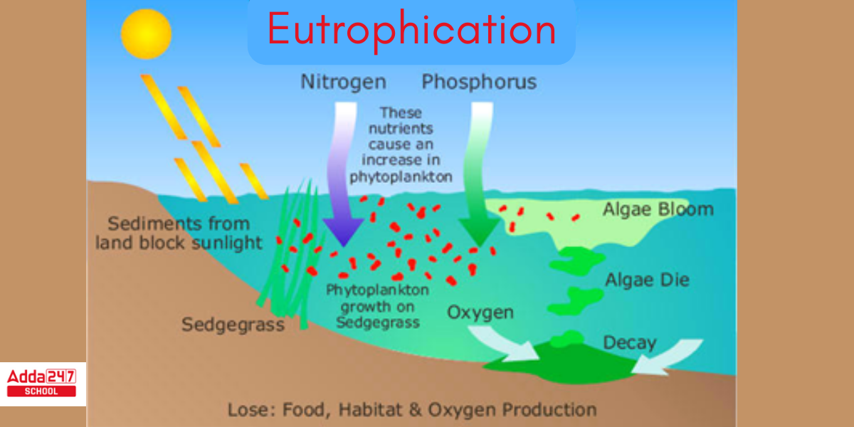 Eutrophication Meaning, Definition, Causes, Process, Diagram In Biology