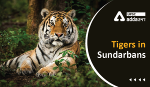 Sunderban tiger reserve