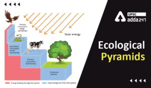 Ecological Pyramids