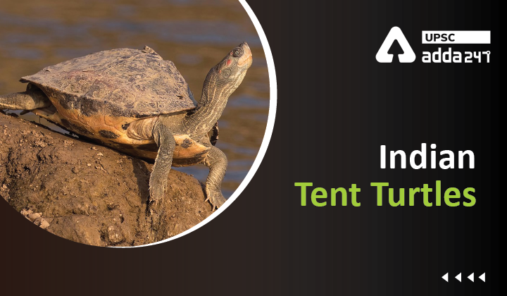 Indian Tent Turtle