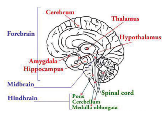 Brain And Emotions Download Child Pedagogy Study Notes Free Pdf For Reet Exam